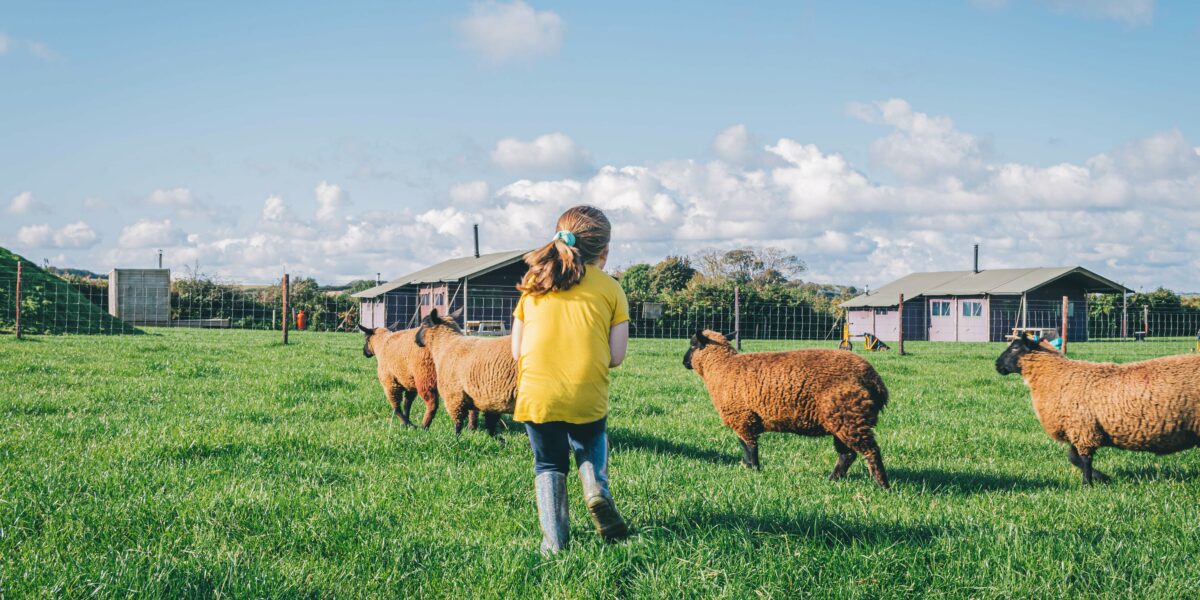 Afghaanse schapenvacht vest-geborduurd geschoren schaap